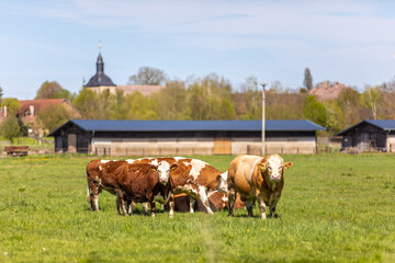 Fototapeta na wymiar Eine Herde Rinder mit Kälbern auf der Weise
