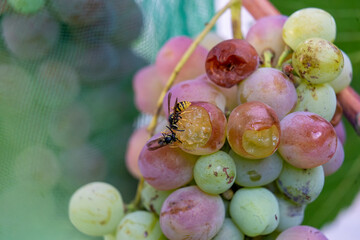 
Wasps eating grapes from a vine