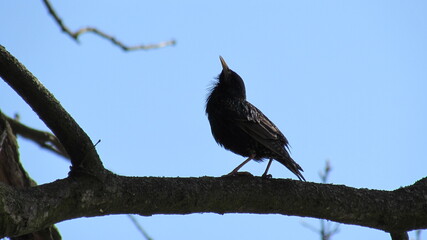 black crowned night heron © Wiktor