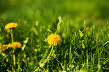 Dandelion flowers with shallow depth of field