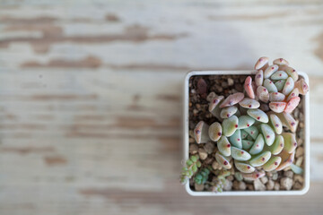 Echeveria Viant flowers on vintage gray wooden background with copy space, top view