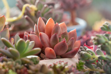 Echeveria Spica flowers succulent in sunlight