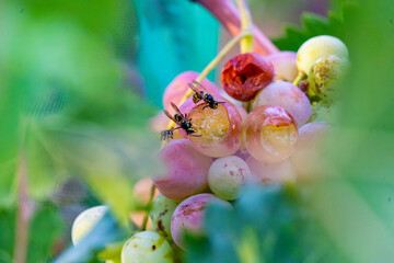
Wasps eating grapes from a vine