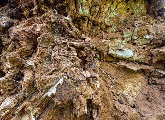 The structure of rotten wood.