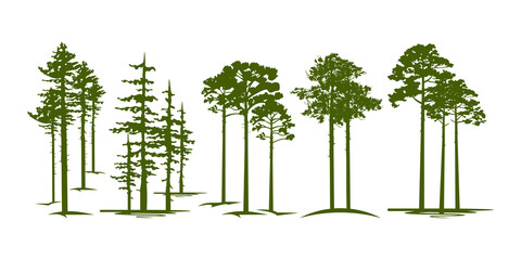 loblolly pine tree design collection - obrazy, fototapety, plakaty