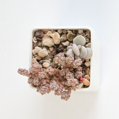 Echeveria Cinderella flowers and sedum dasyphyllum minor succulent on white, top view