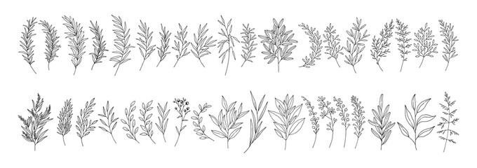 Leaves set, line art hand drawn branches. Meadow herbs, wild plants, twigs, botanical elements for design projects, wedding decoration. Vector illustration, black outline, isolated on white.