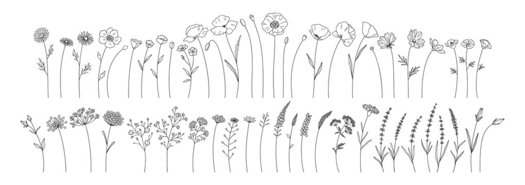 Wildflowers Set, Line Style Hand Drawn Flowers. Meadow Herbs, Wild Plants, Botanical Elements For Design Projects. Vector Illustration.