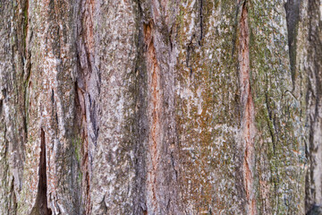 Background of old tree trunk, close-up in selective focus