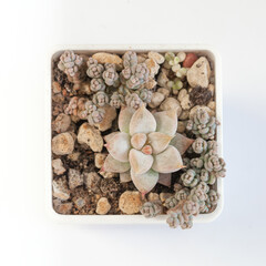 Echeveria tolimanensis and sedum dasyphyllum minor on white, top view