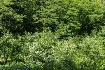 Background of trees and shrubs branches in summer windy weather