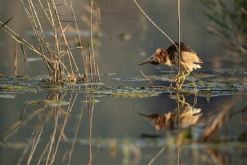 Little Bittern at Asker marsh with reflection on water, Bahrain