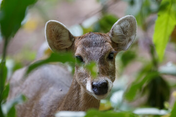 Sambar deer in the forests