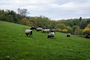 Fototapeta premium Schafe