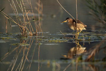 Little Bittern in its habitat at Asker marsh with reflection on water, Bahrain