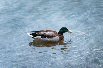 Mallard duck or Teal floating on lake