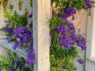 old trellis garden shed fence with lush purple blooming flowers