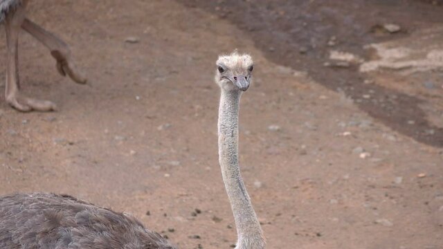 Close up of ostrich in slow motion 60fps
