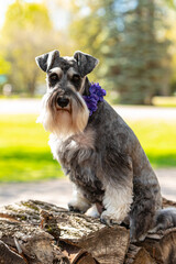 Portrait of miniature schnauzer dog with soft focus sunlight behind. Natural ears and long beard or mustache.  Pup is sitting on cut wood stack. 