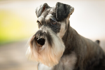 Portrait of miniature schnauzer dog with soft focus sunlight behind. Natural ears and long beard or mustache. 
