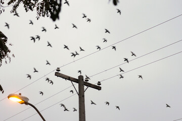 birds fliying on wires