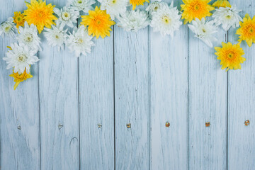 spring flower wallpaper collection with white and yellow Chrysanthemum on blue wooden