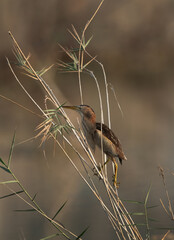 Little Bittern perched on reeds at Asker marsh, Bahrain