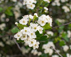 flores colgantes