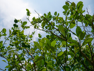 This is the cassava field that began to be planted.