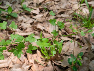 This is the cassava field that began to be planted.
