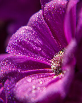 Fototapeta Fleur matinale