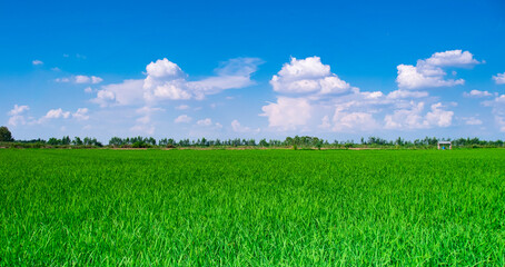 Obraz premium green grass and blue sky
