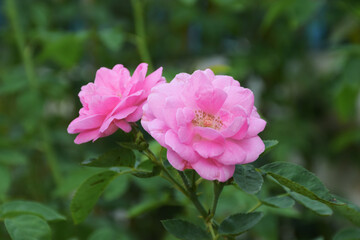 Obraz premium Pink rose Two beautiful flowers blooming. Roses represent true love.
