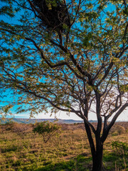 paisagem caatinga nordeste algarobla plantas flora bahia sertão