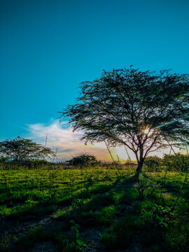 paisagem caatinga nordeste algarobla plantas flora bahia sert&atilde;o