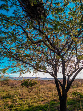 paisagem caatinga nordeste algarobla plantas flora bahia sert&atilde;o