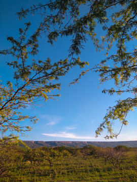 paisagem caatinga nordeste algarobla plantas flora bahia sert&atilde;o