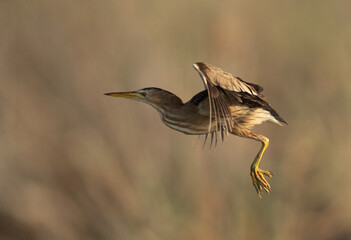 Little Bittern flying at Asker marsh, Bahrain