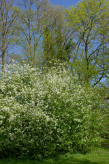 Gewöhnliche Traubenkirsche