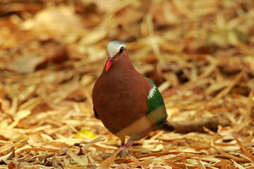 Green-winged Pigeon on the groundin nature.