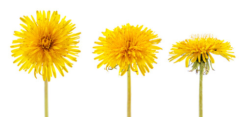 Set of yellow dandelion flowers on a white background. Isolated