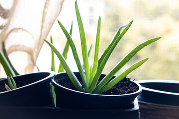 Closeup of a Green Aloe Vera Plant in Pot
