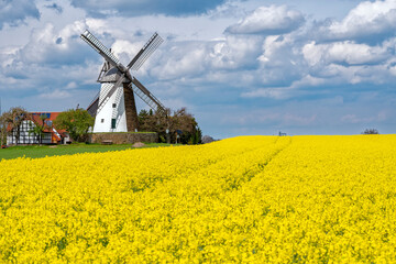 Windmühle mit Raps