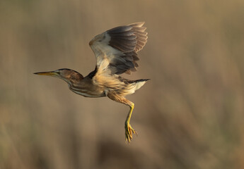 Little Bittern takeoff at Asker marsh, Bahrain