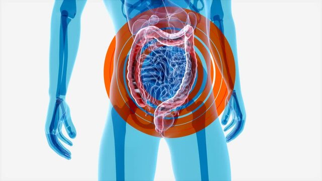4K anatomy concept of the intestine