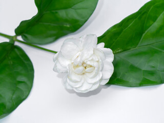 Obraz na płótnie Canvas Close up of white jasmine flower with leaf on white background.