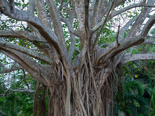 Fototapeta premium Large root of Bodhi tree with leaf on the ground.