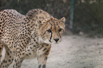 Obraz na płótnie Canvas laufender Gepard