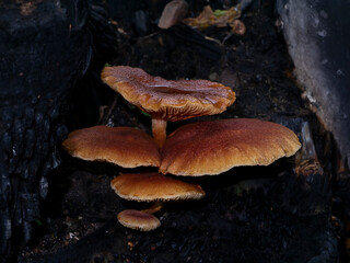 Close up Poisonous mushroom o the ground.