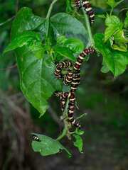 Red and yellow Worm on the green leaves.